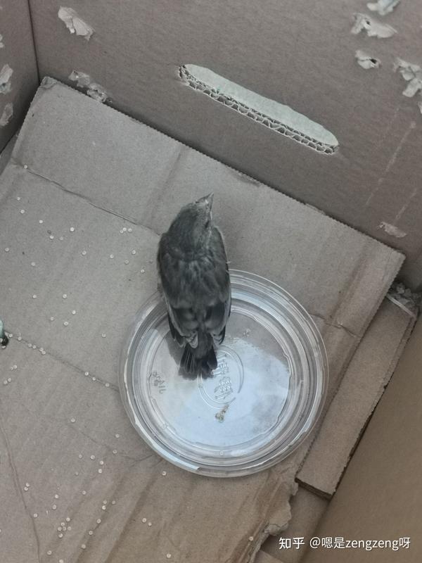 像麻雀的小鸟绿色 绿色尖嘴小鸟图片 绿色羽毛像麻雀的鸟