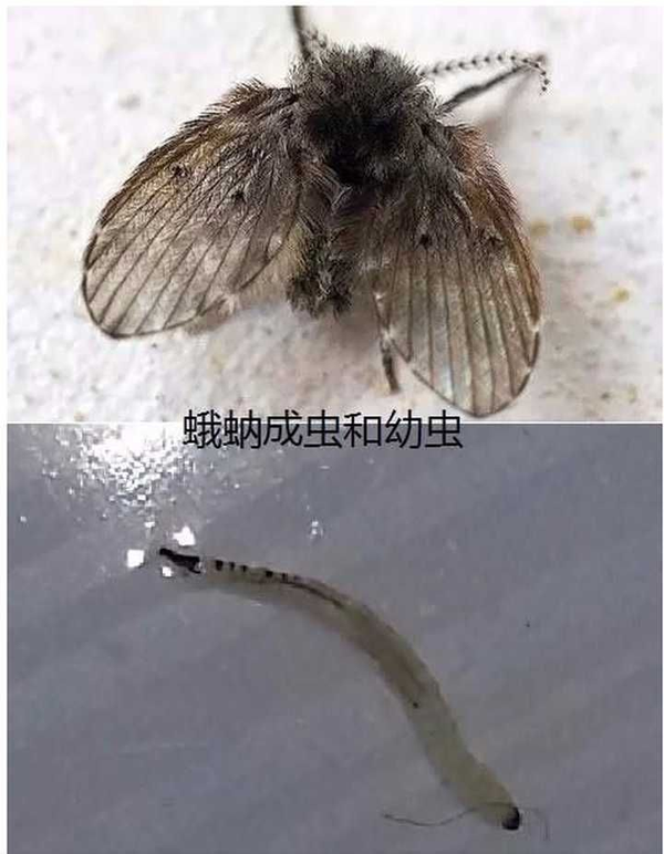 蛾蚋幼虫能否寄生人体图片