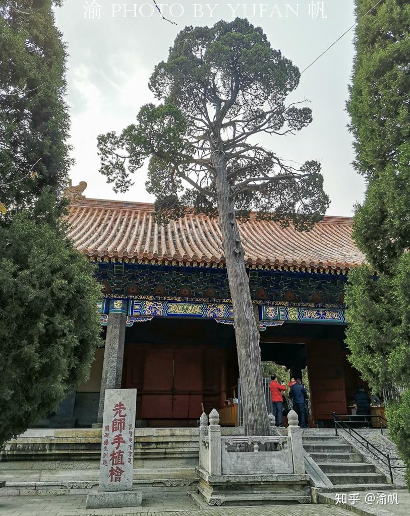 2400年前孔子亲手种植的树像啥样?已悄然成为中国最古老的网红树 - 知乎