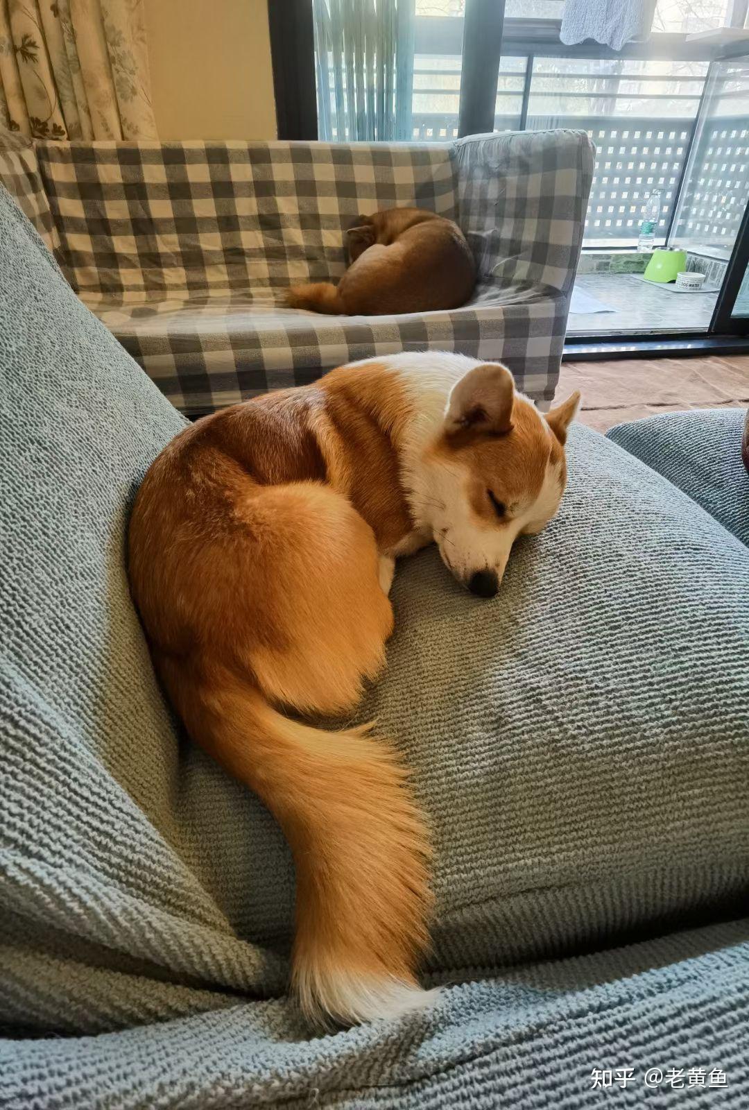 柯基不断尾会怎么样