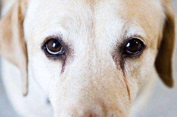 2000都不一定能够搞定的宠物泪痕问题,学会3轻松解决