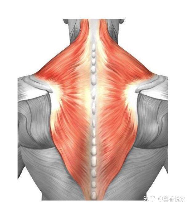馨香悦家:社畜久坐虎背熊腰,穿啥啥丑,2招调整体态! - 知乎