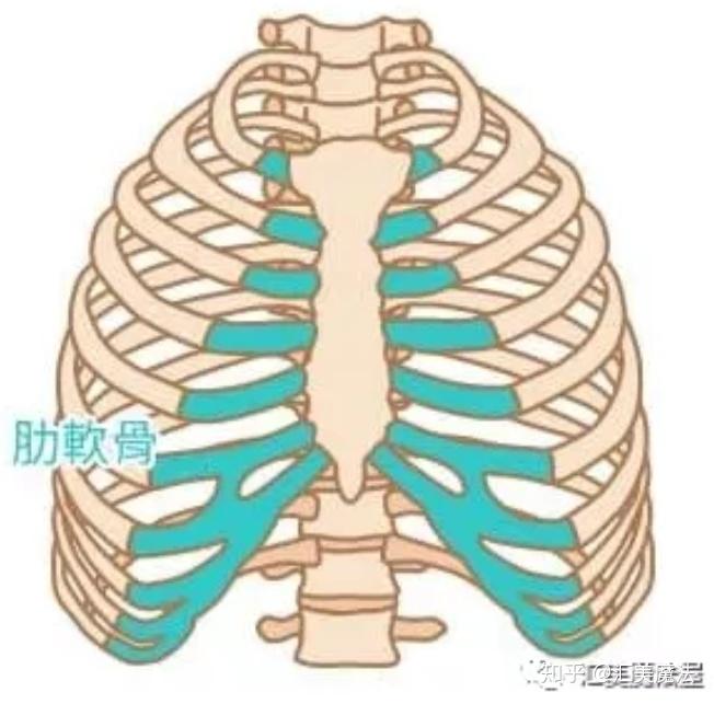 舒鉑超肋鼻材料做鼻子效果怎麼樣跟肋骨鼻相比哪個好