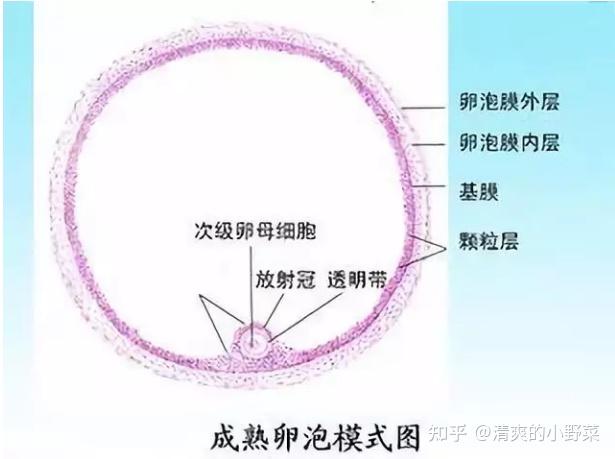 卵泡发育不良的原因及应对策略 - 知乎