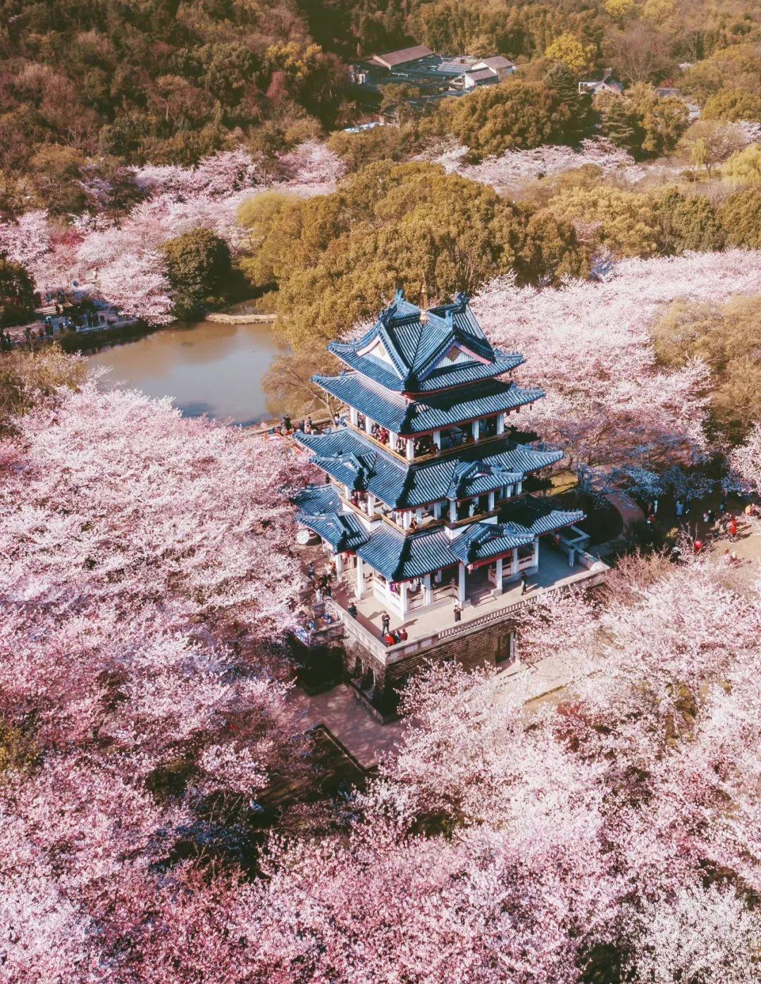 美炸世界三大赏樱地之一鼋头渚万株樱花怒放成海