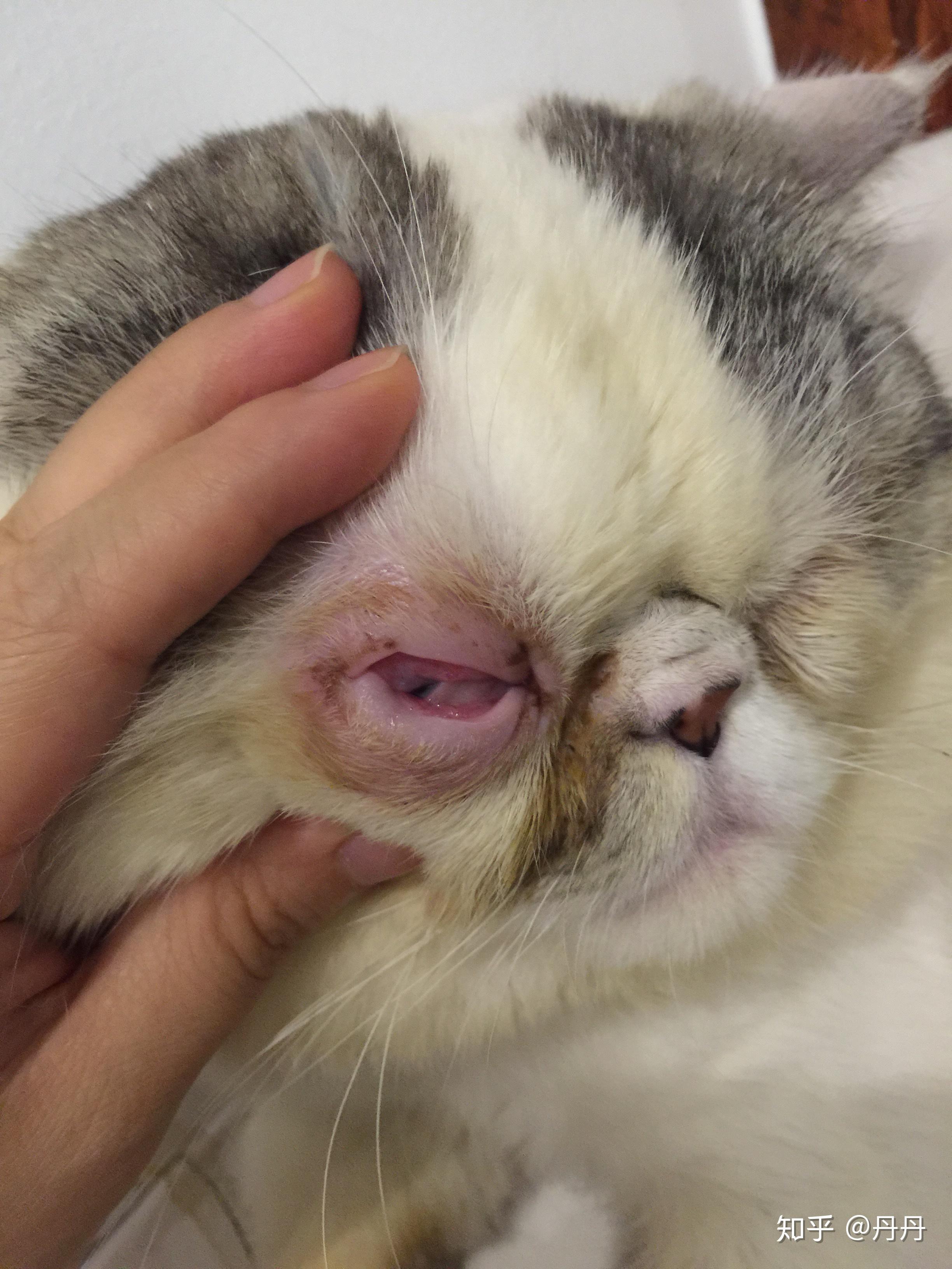 我是如何给我家加菲猫治疗眼睛疱疹病毒感染,足足花了一年多的时间
