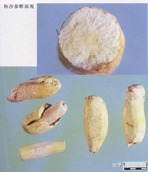 明党参明党参明党参明党参饮片明党参药材【性状】本品呈细长圆柱形