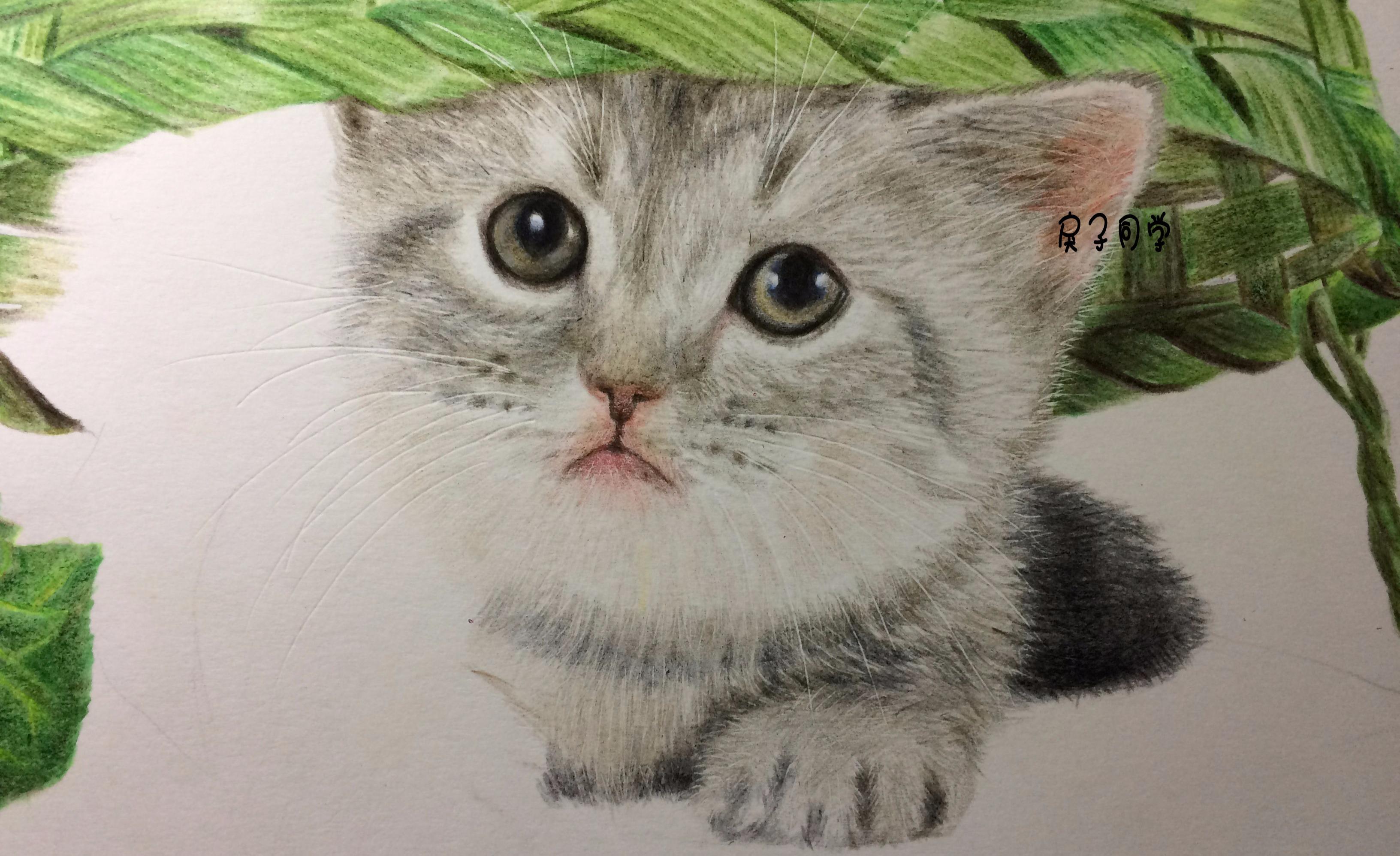 彩铅写实动物猫咪毛发绒毛技巧