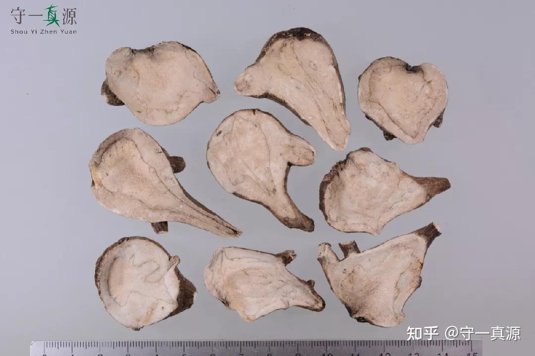 中药炮制 | 附子大毒,非用必小? - 知乎