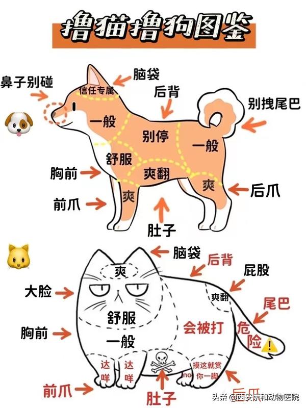 宠物｜撸猫撸狗的区别｜附撸猫撸狗图鉴图 - 知乎