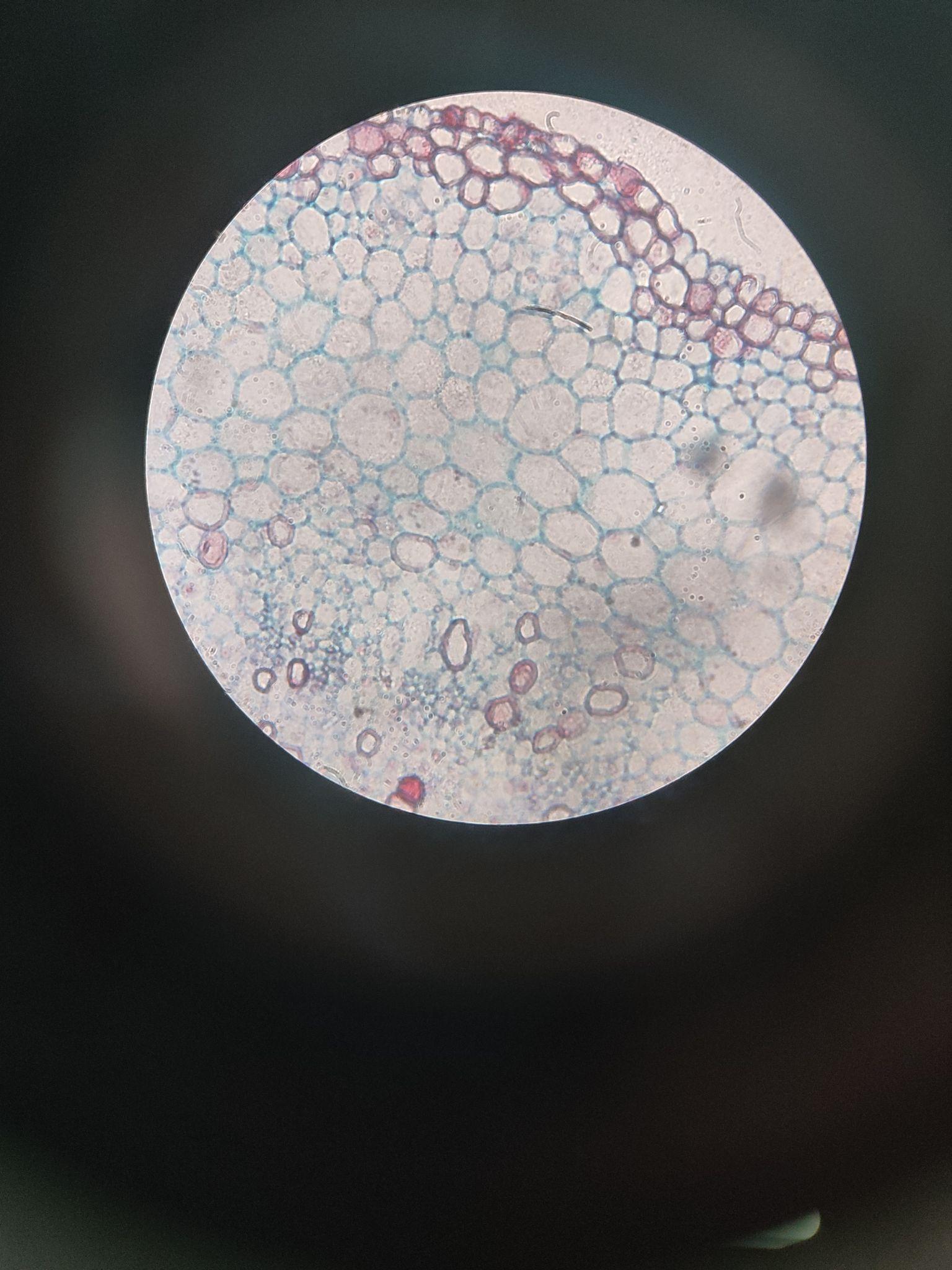 显微镜下有什么美丽的图片吗