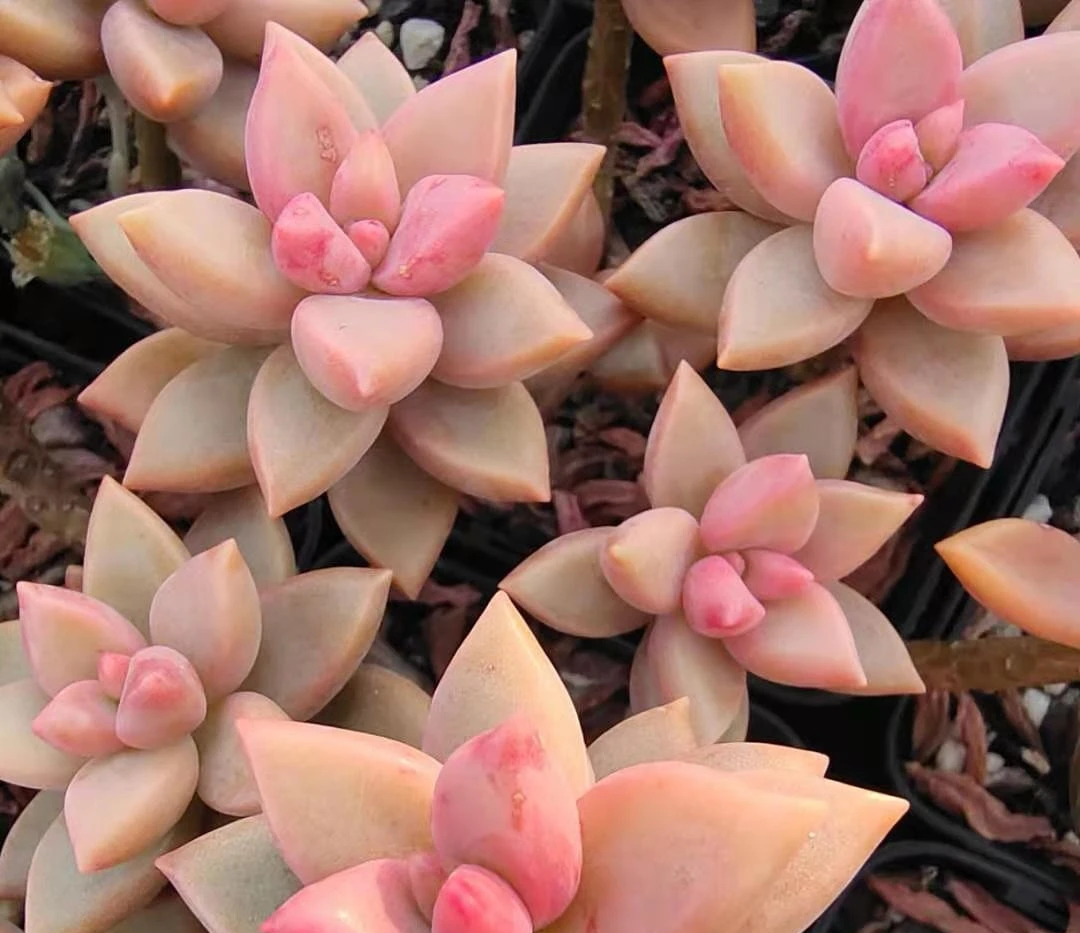 thirtyone姬胧月景天科风车草属