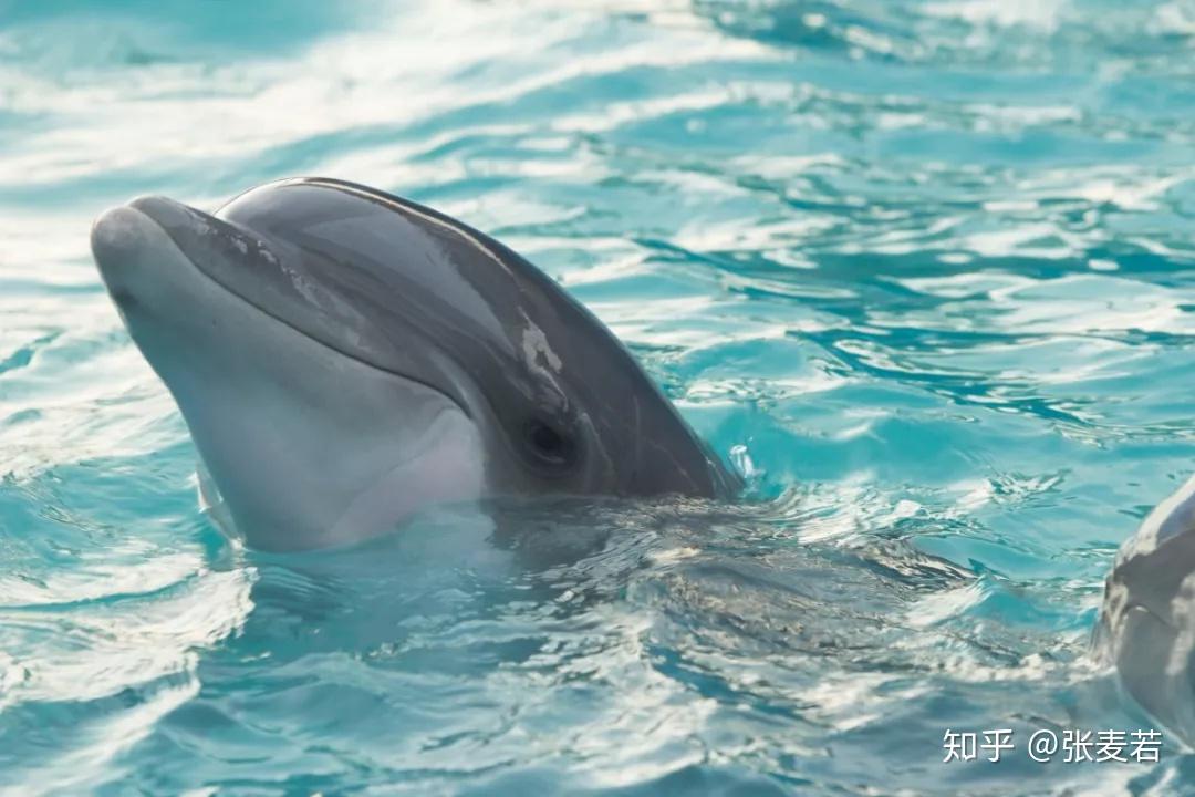 日本海豚湾凯西图片
