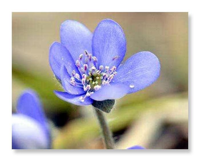 6月10日的生辰花 蝴蝶草 知乎