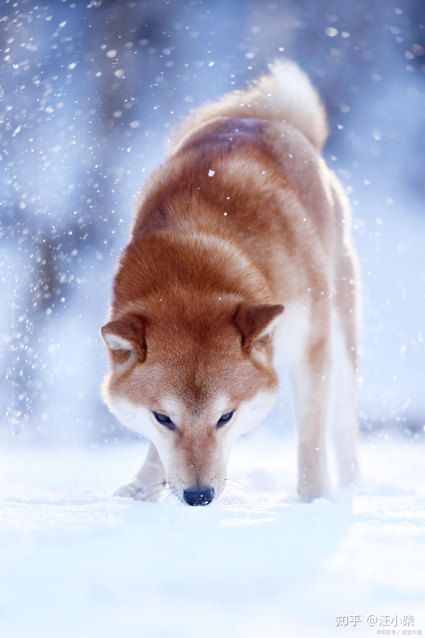 4,如果是想要购买到纯种的柴犬,其实去正规大型的犬舍中购买比较放心