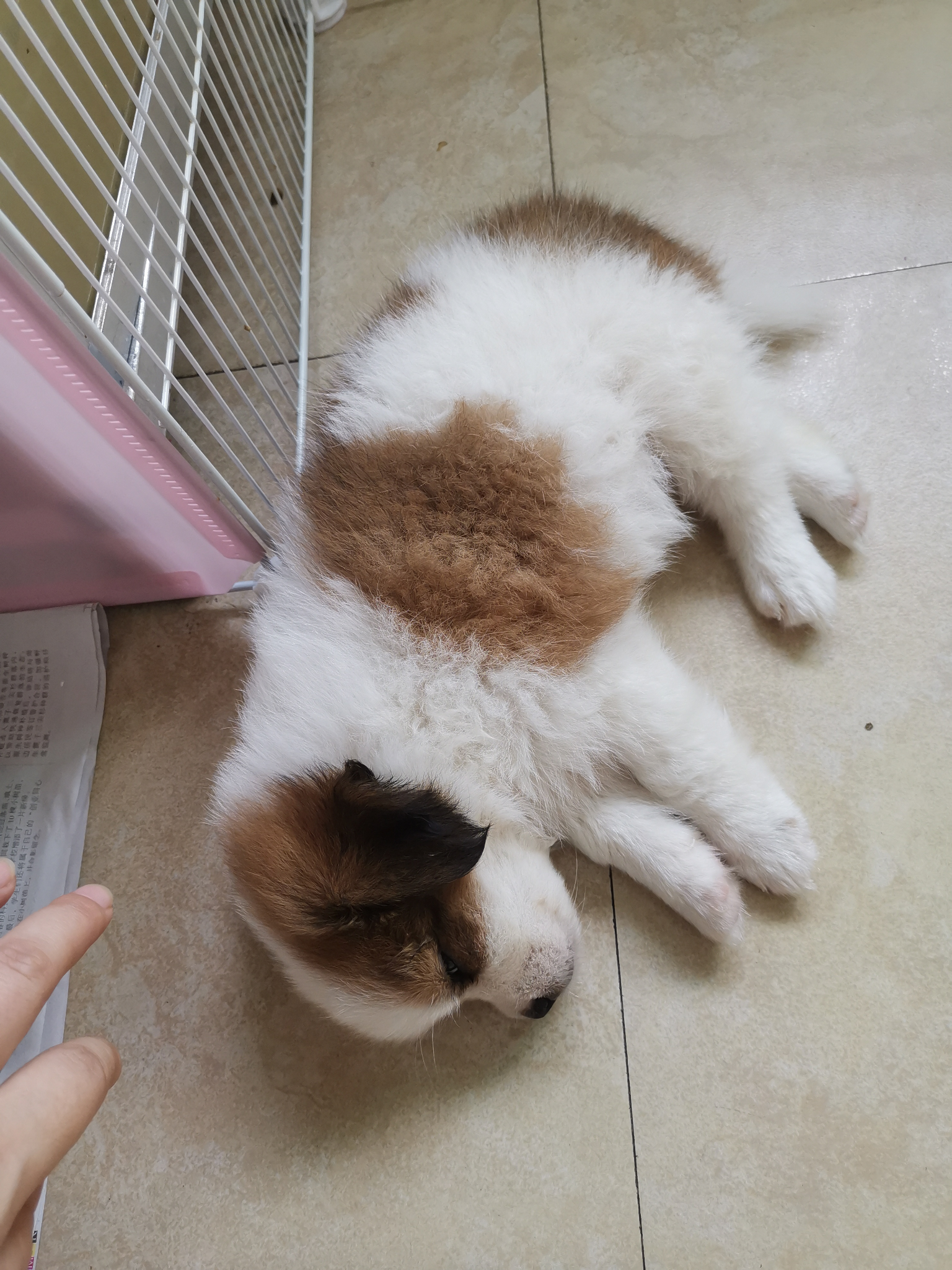 请问懂狗人士这是西施和京巴的串串狗吗谢谢