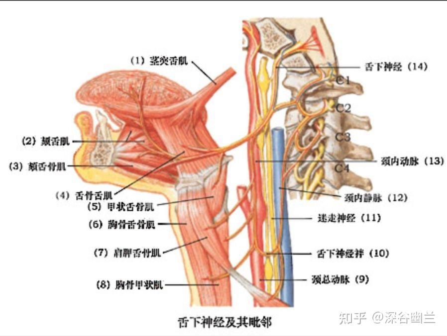 颈丛C1-4图片