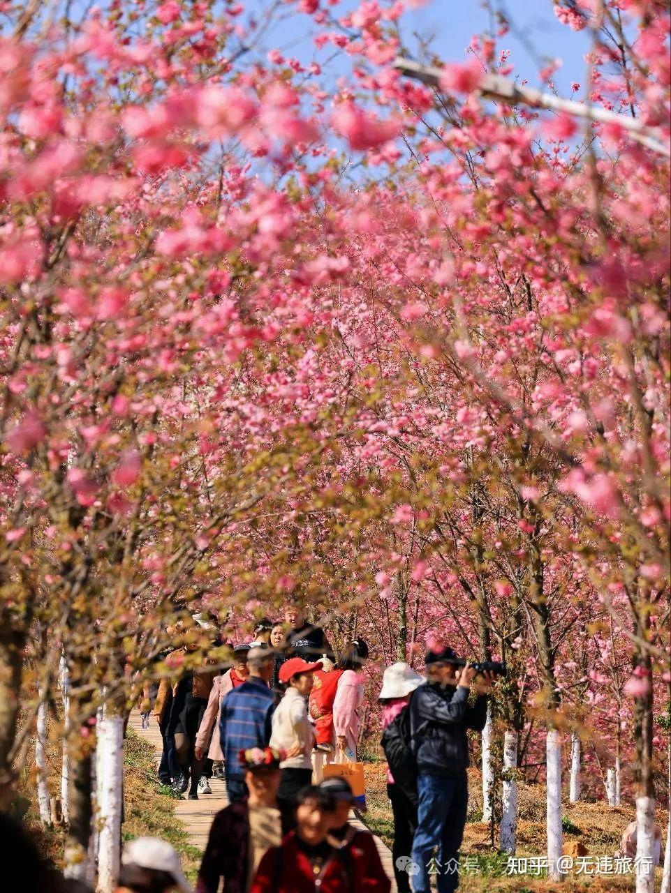 德惠西站樱花节图片