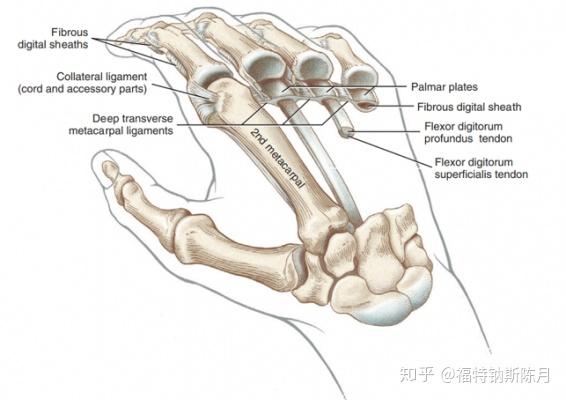 腕和手的功能解剖 知乎