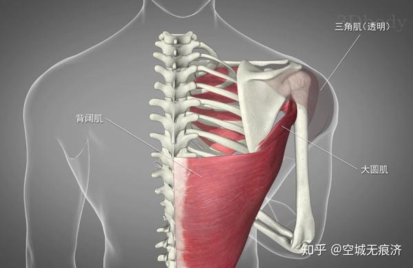 【专业知识】 关节运动模式和参与肌群 - 知乎