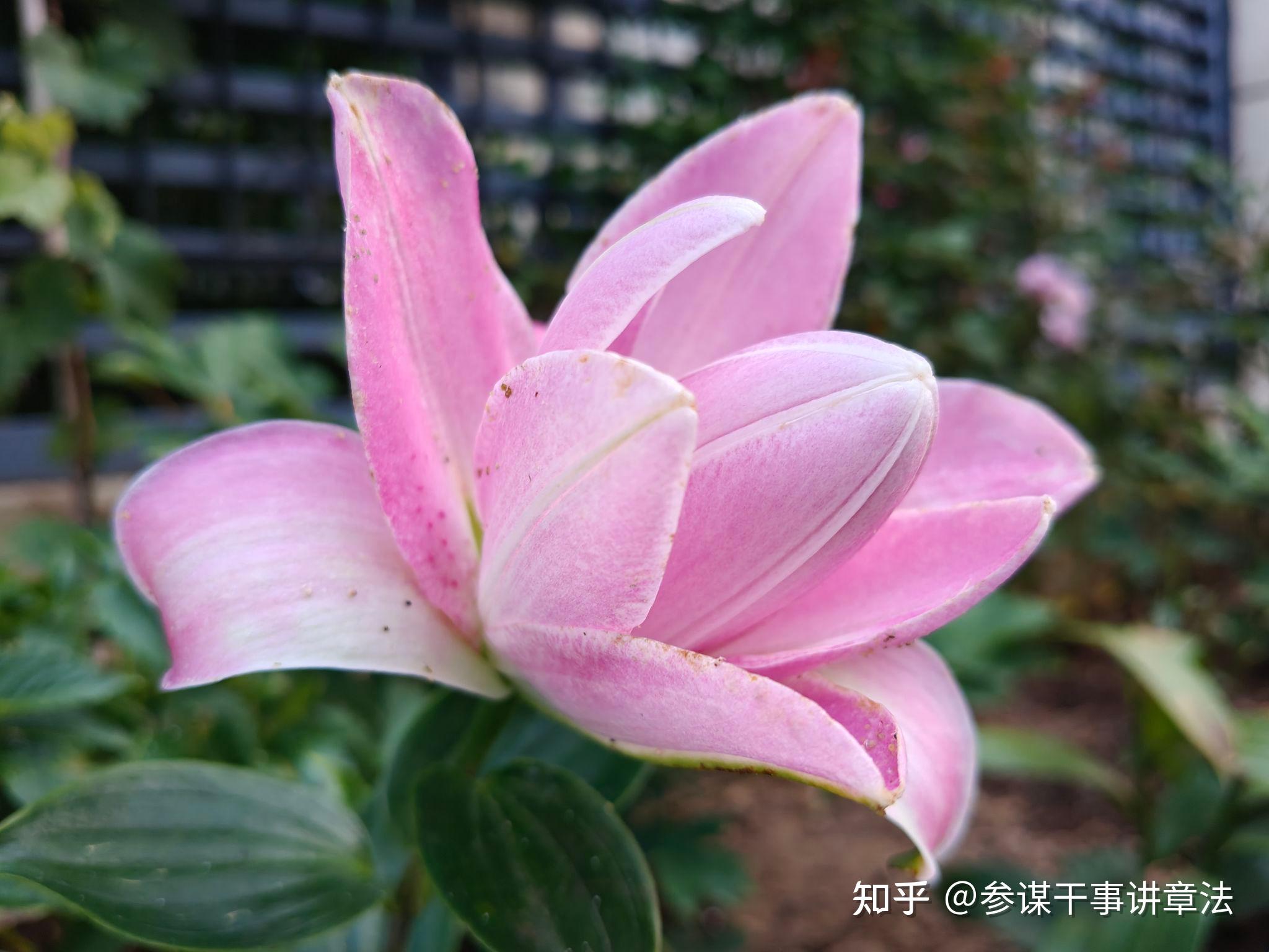能干事点评:梳理一下百合花里的知识点 - 知乎