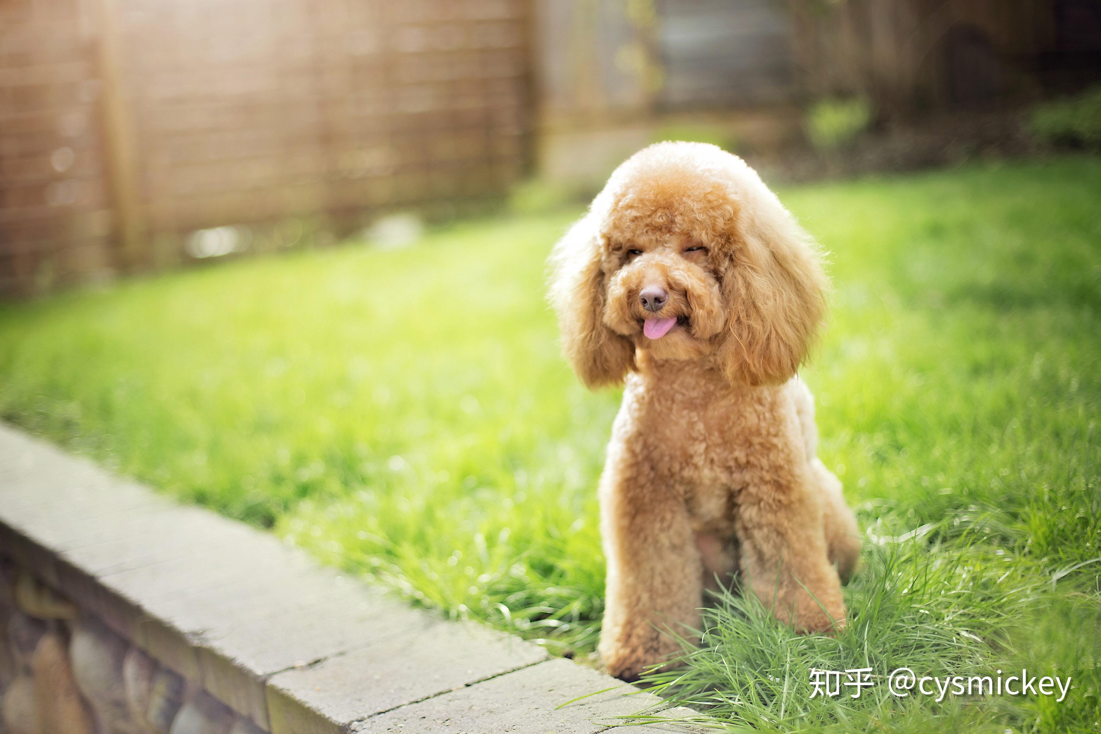 泰迪几个月定型不会长了?