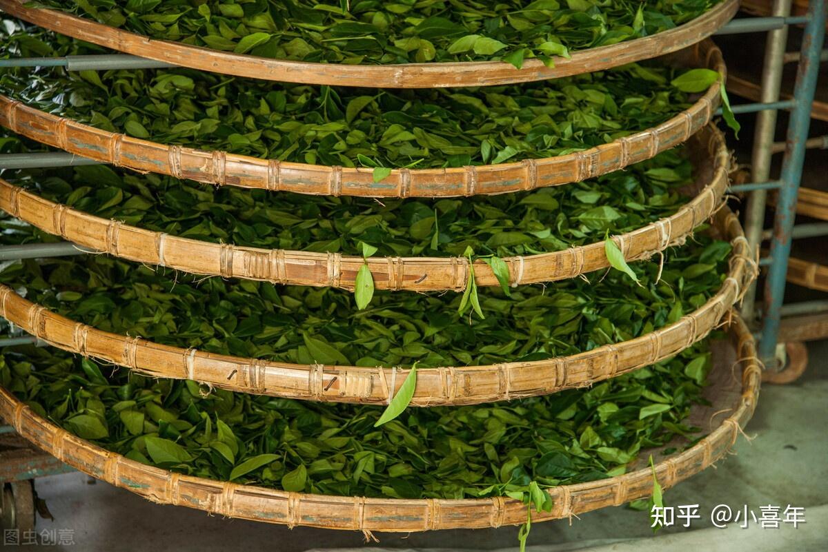 就是指乌龙茶独特的加工工艺——做青,这是形成乌龙茶天然花果香浓郁