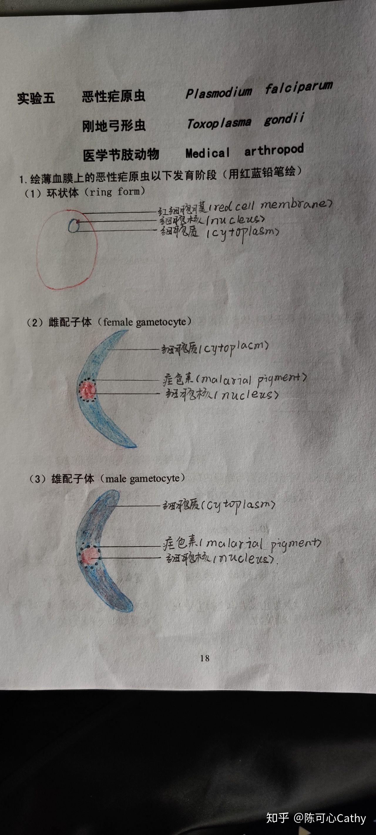 人体寄生虫学实验绘图 红蓝铅笔