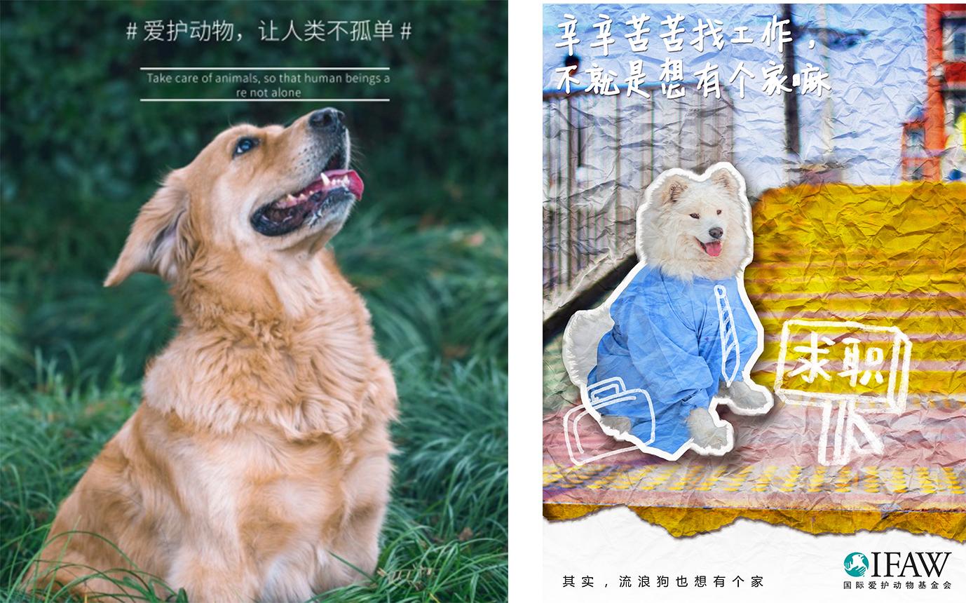 明德至善公益行冬季送暖关爱流浪动物