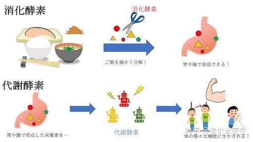 健康知识 撕开 酵素 减肥美容的神秘面纱 酵素 到底有用么 知乎