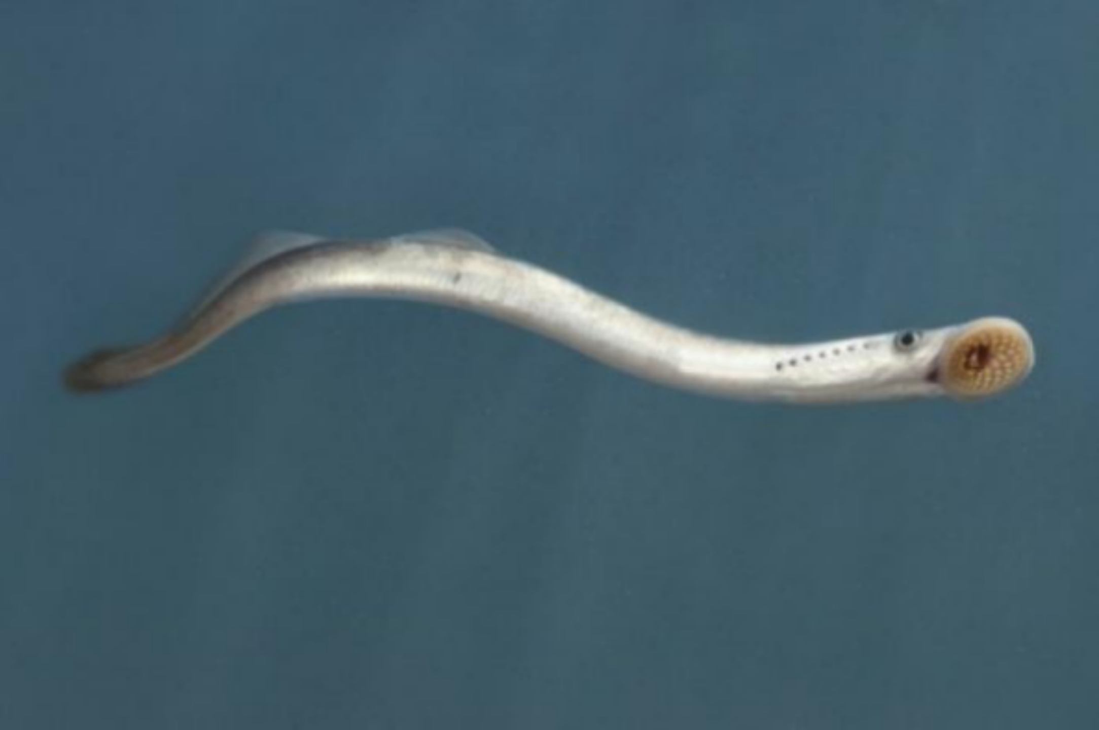 的祖先是是无颌鱼纲.