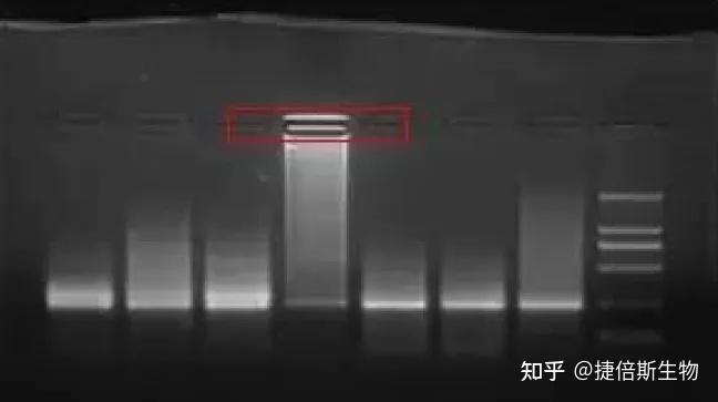 一文读懂琼脂糖凝胶电泳实验 知乎 