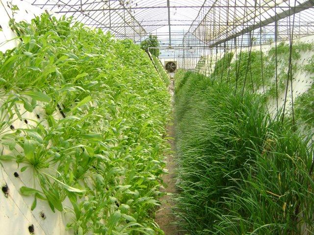 什么是气雾栽培 气雾栽培的优缺点 知乎