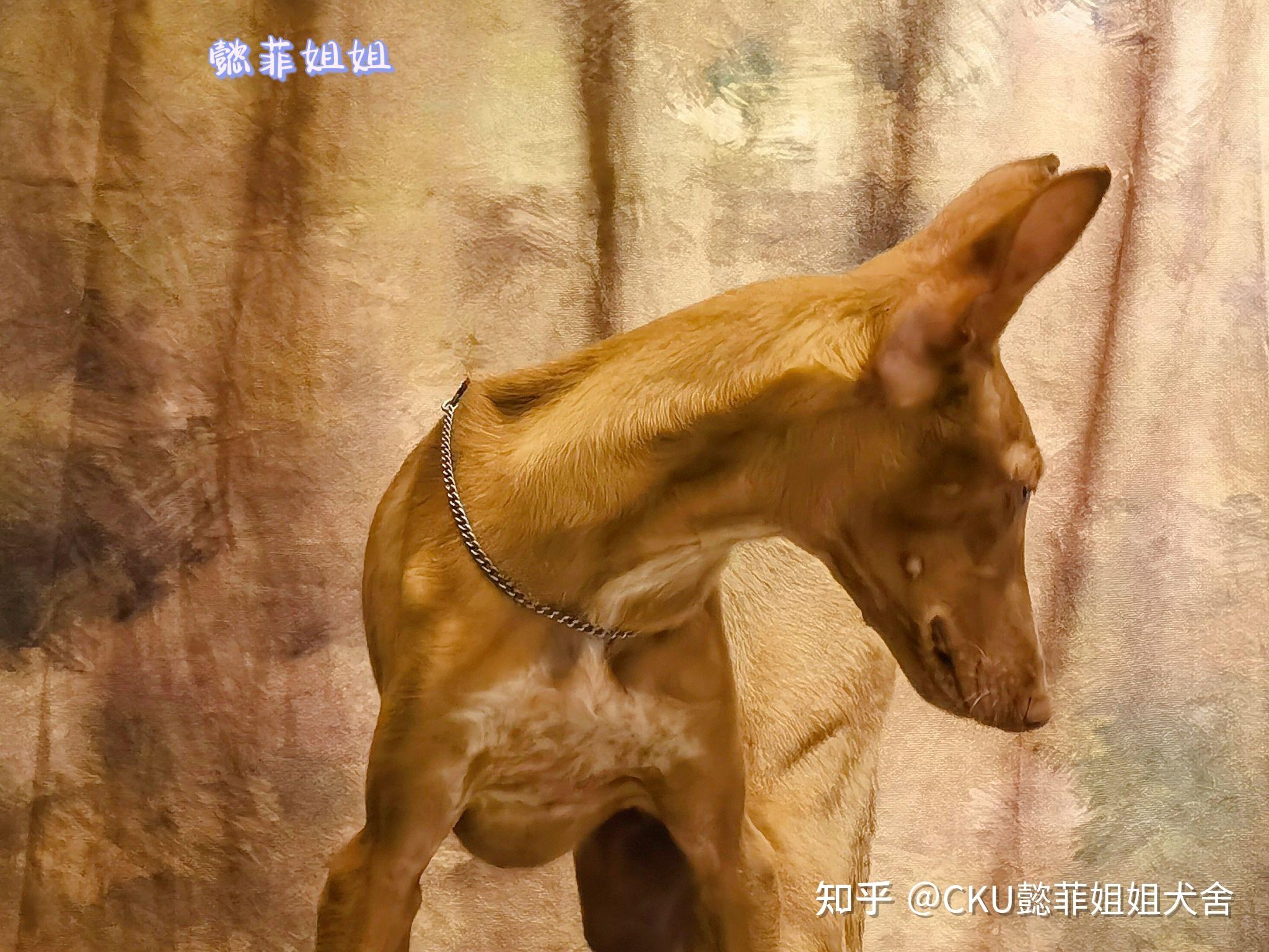 法老王猎犬跑在自然绿色背景 库存图片. 图片 包括有 法老王猎犬跑在自然绿色背景 - 130049949
