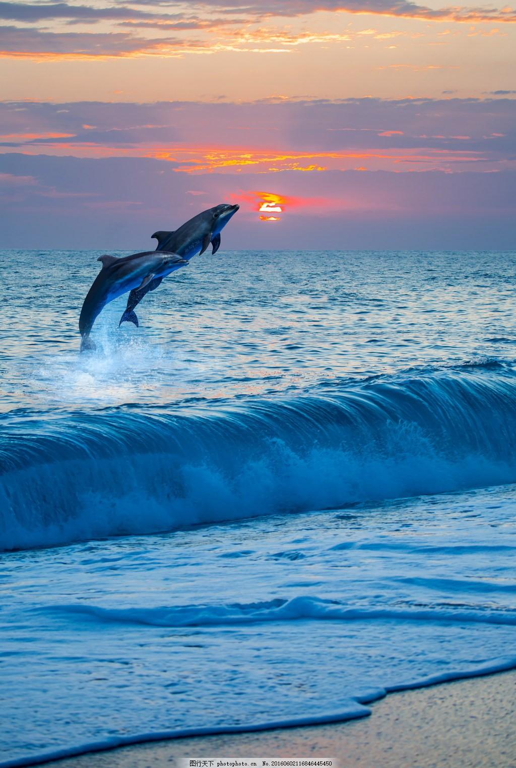 Gratis Afbeeldingen : zee, water, natuur, oceaan, springen, jumping ...