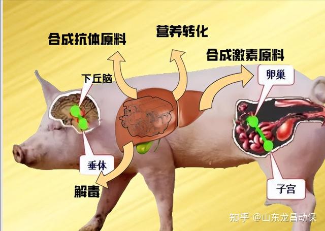 被母猪发情配种难哭了!断奶7天就能发情配种的秘诀是什么?