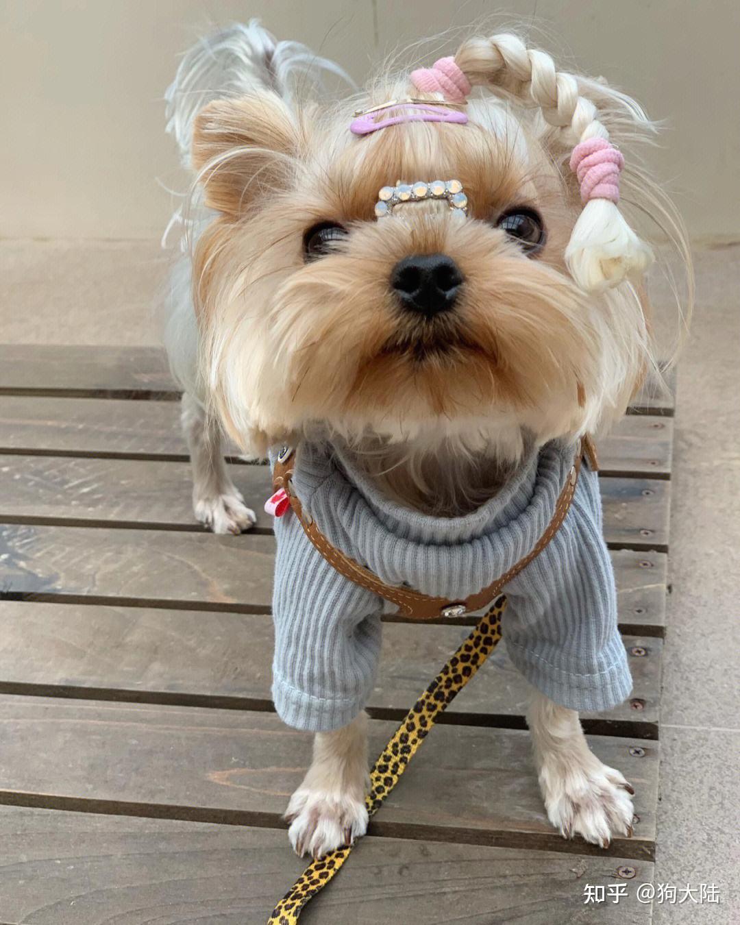 为什么养约克夏的人少再可爱也逃不过这几点