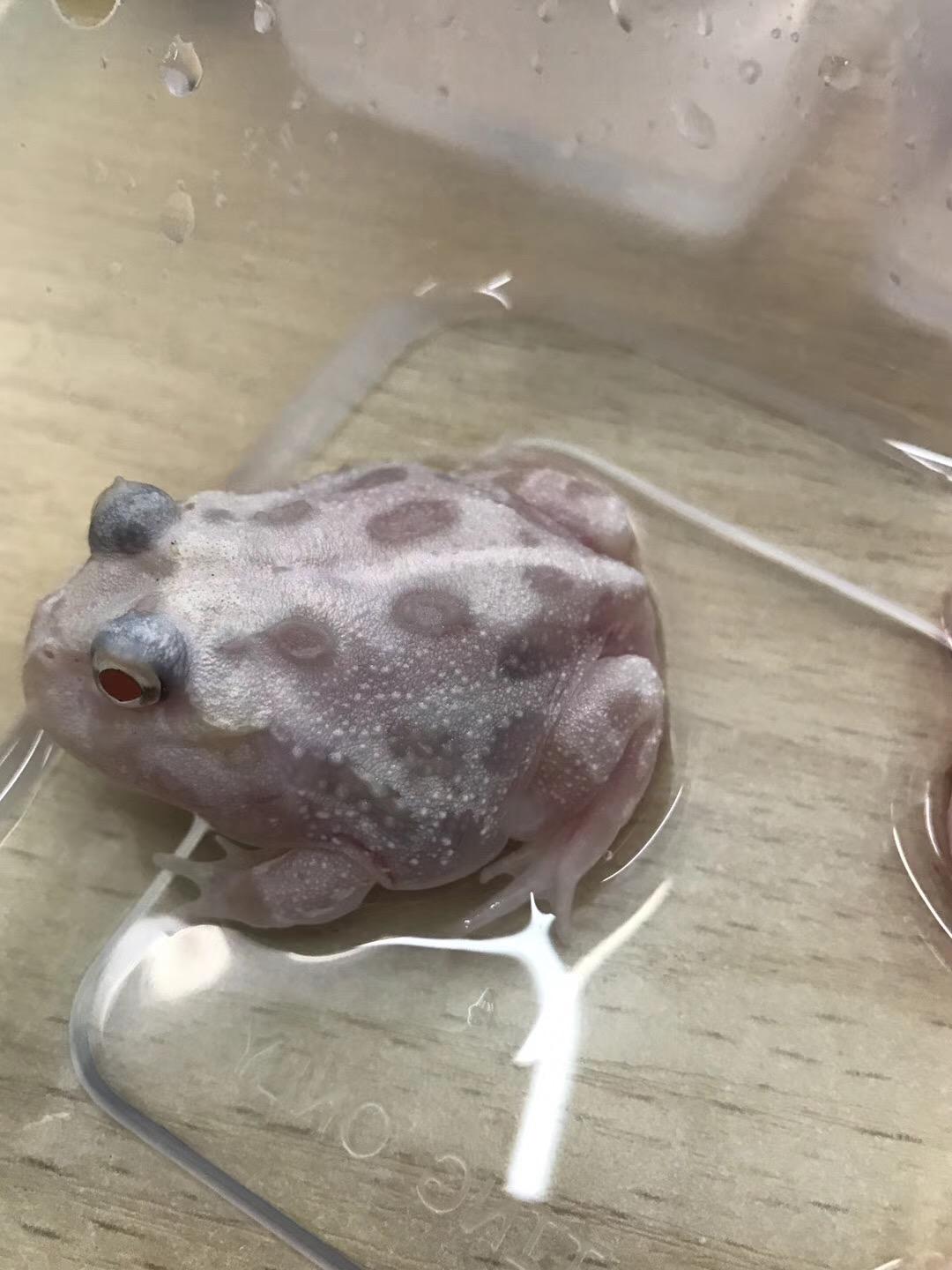 角蛙养角蛙钟角蛙南美角蛙霸王角蛙