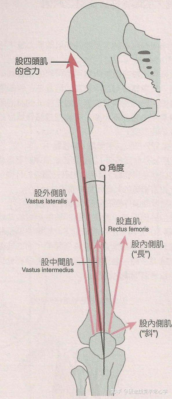 康复基础 | 肌动学:膝关节肌肉 - 知乎