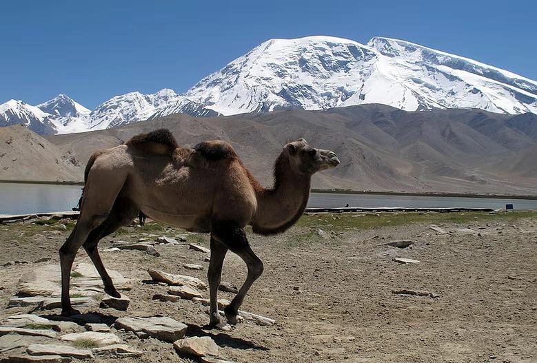 驼奶健康的更好选择
