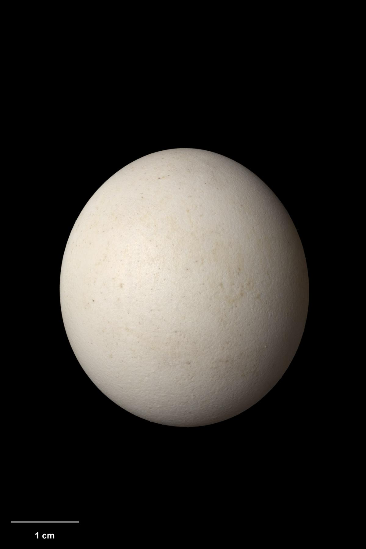 它也曾经是一只爱笑的猫头鹰