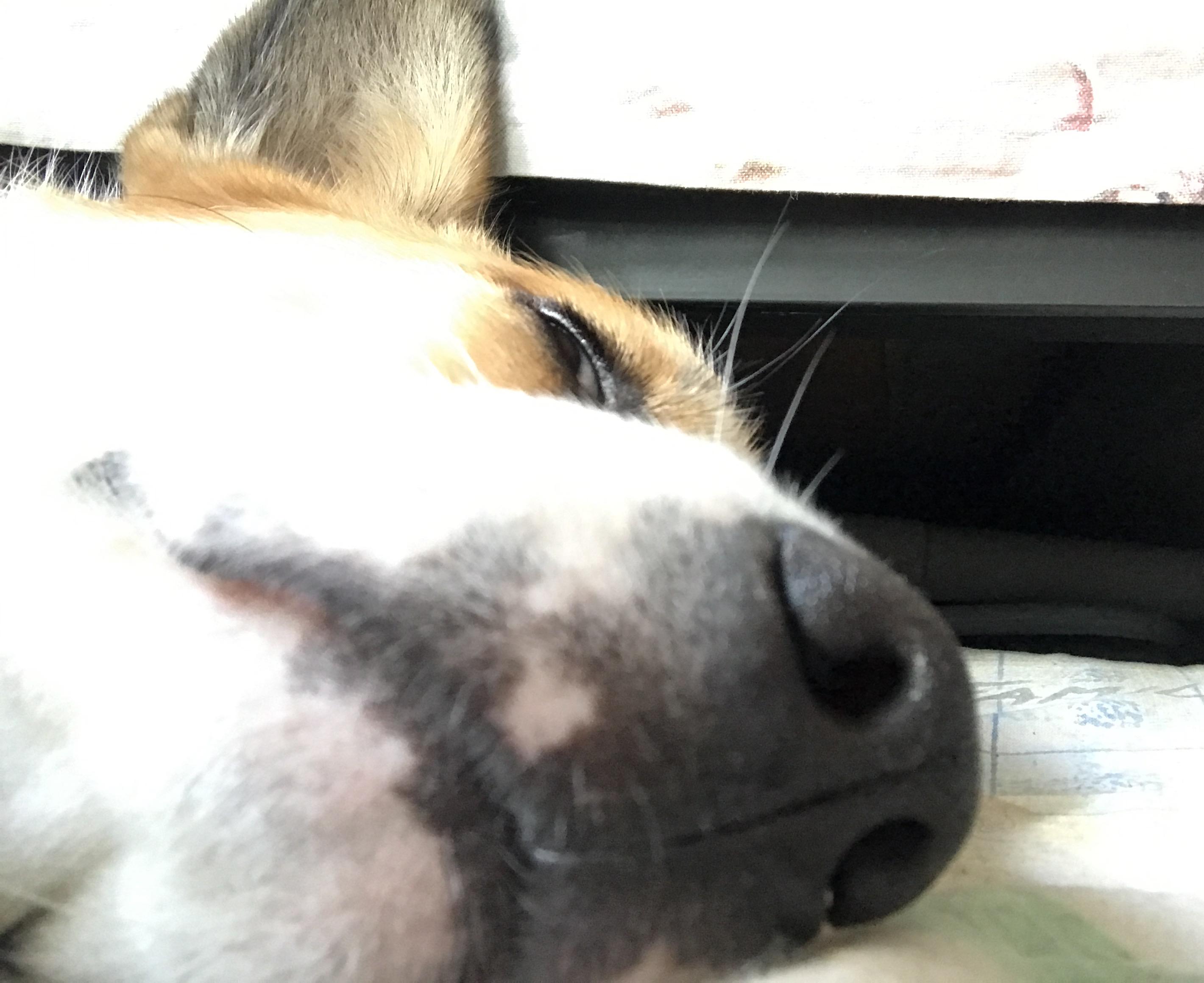 李二狗