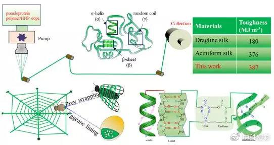 近期,香港理工大學胡金蓮教授團隊基於多年對蜘蛛絲結構和性能的研究