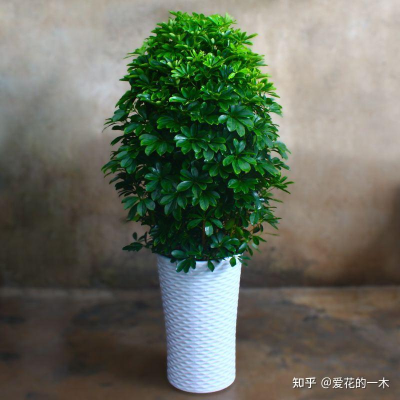 5种“大绿植”,往客厅一摆,大气又漂亮,既干净又好养 - 知乎
