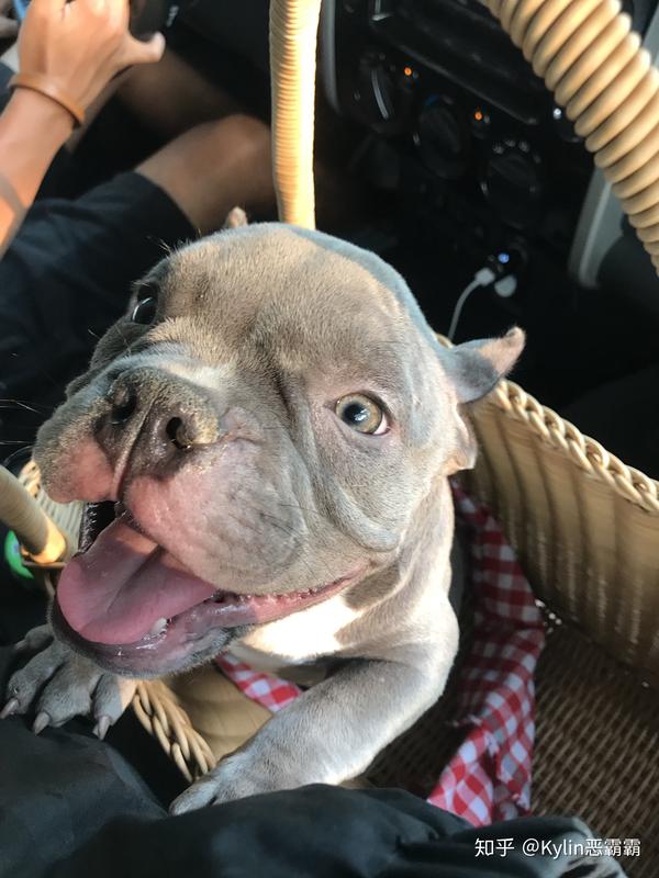 养一只美国恶霸犬是一种什么体验