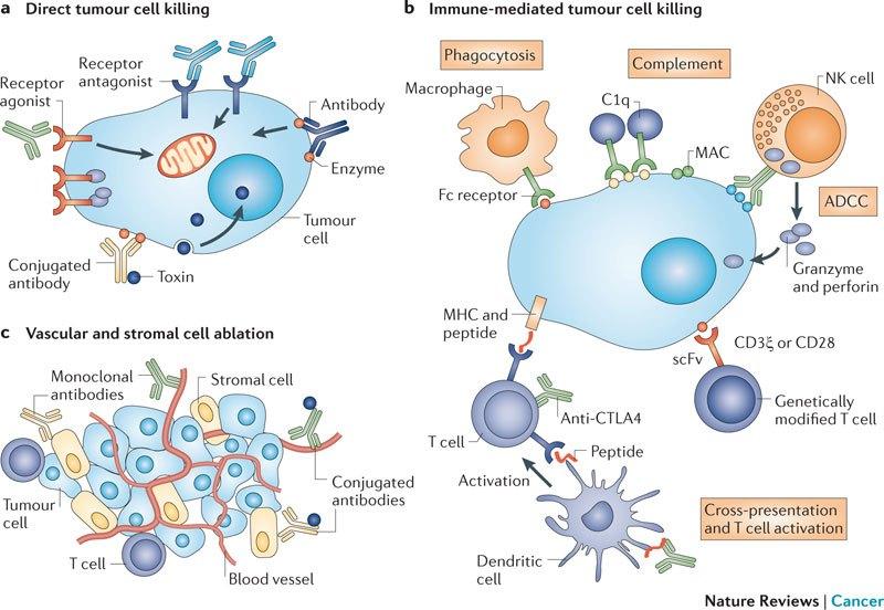 细胞间相互作用通过nf2 Yap信号传导决定癌细胞ferroptosis 知乎