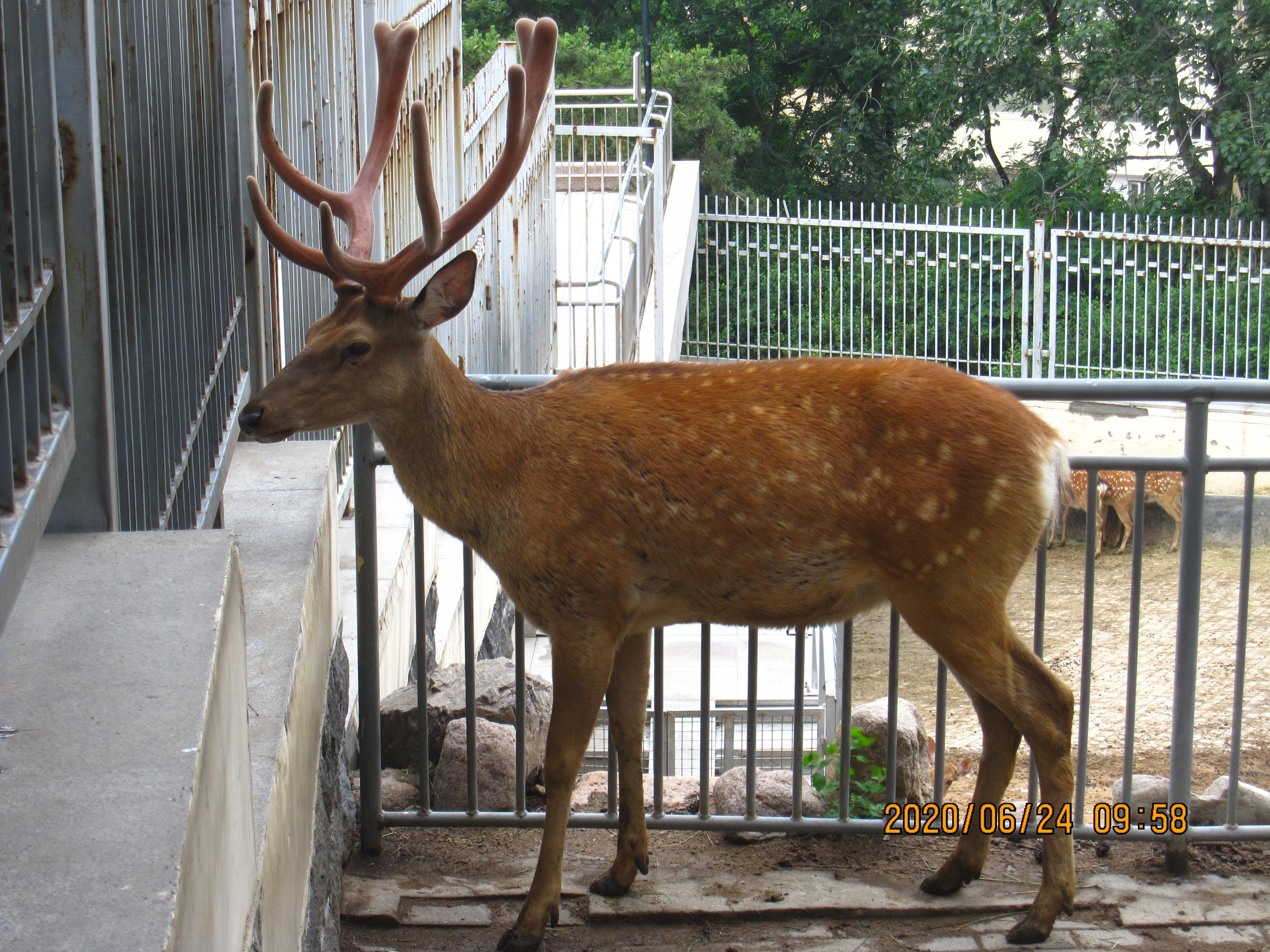 动物观察日记怎么写2020年6月19日6月24日