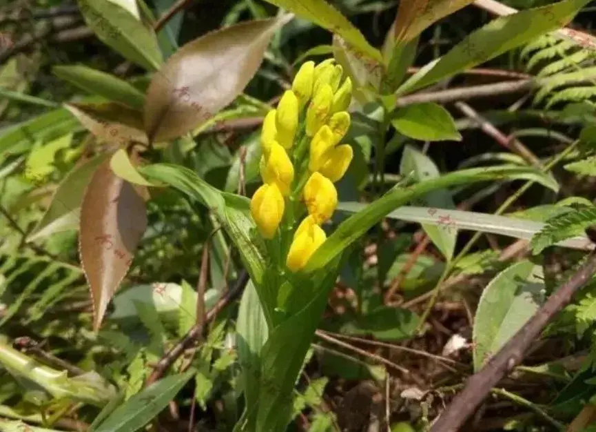 9月7日相关部门颁布调整后的《国家重点保护野生植物名录》也不见踪影