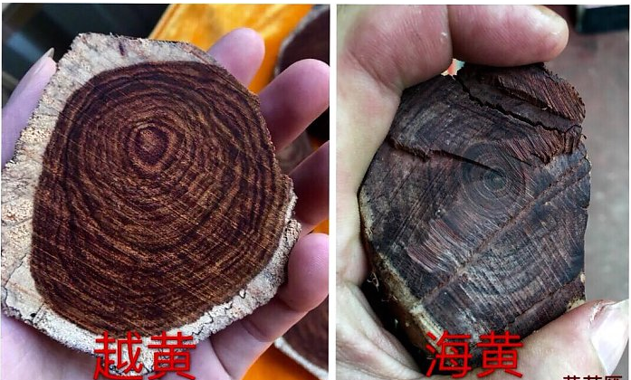 如何辨识海南黄花梨与越南黄花梨 - 知乎