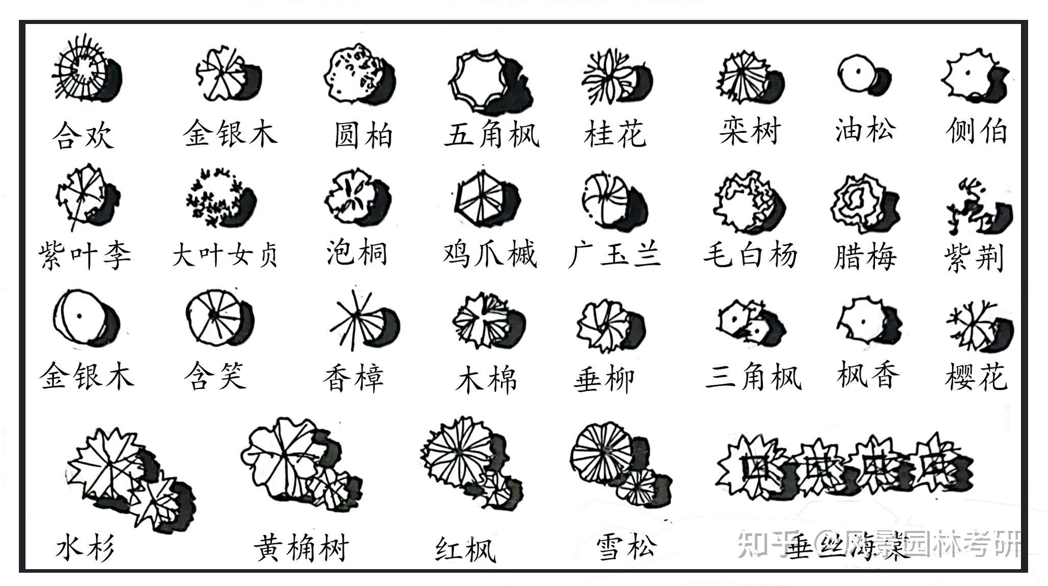 42种手绘平面植物图例